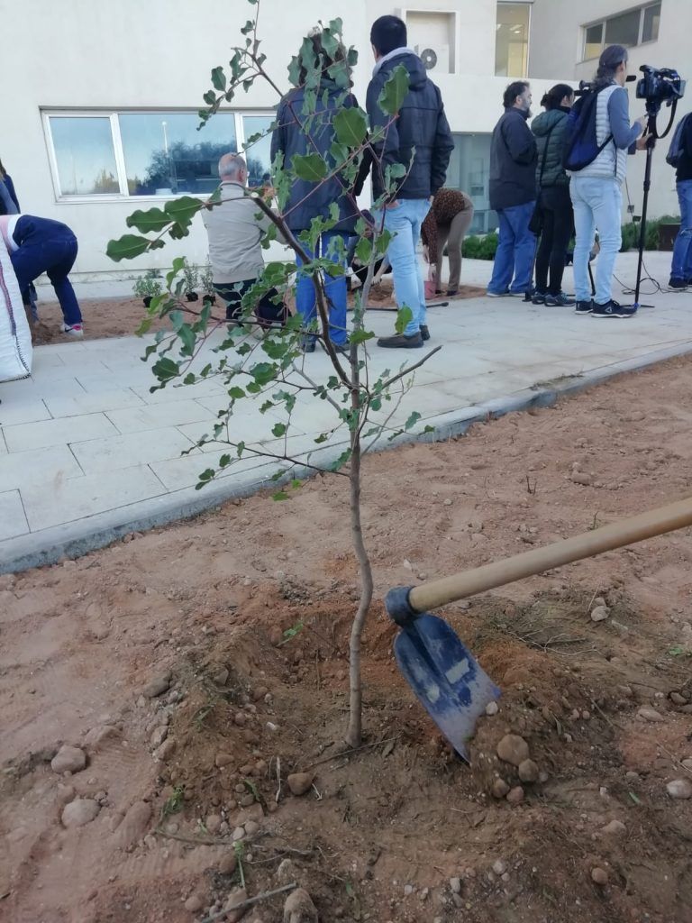 Algarrobo plantado en la UAL por voluntarias de Alcer Almería